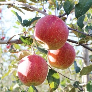 [산지직송]청정 고랭지 꼭대기농원 사과