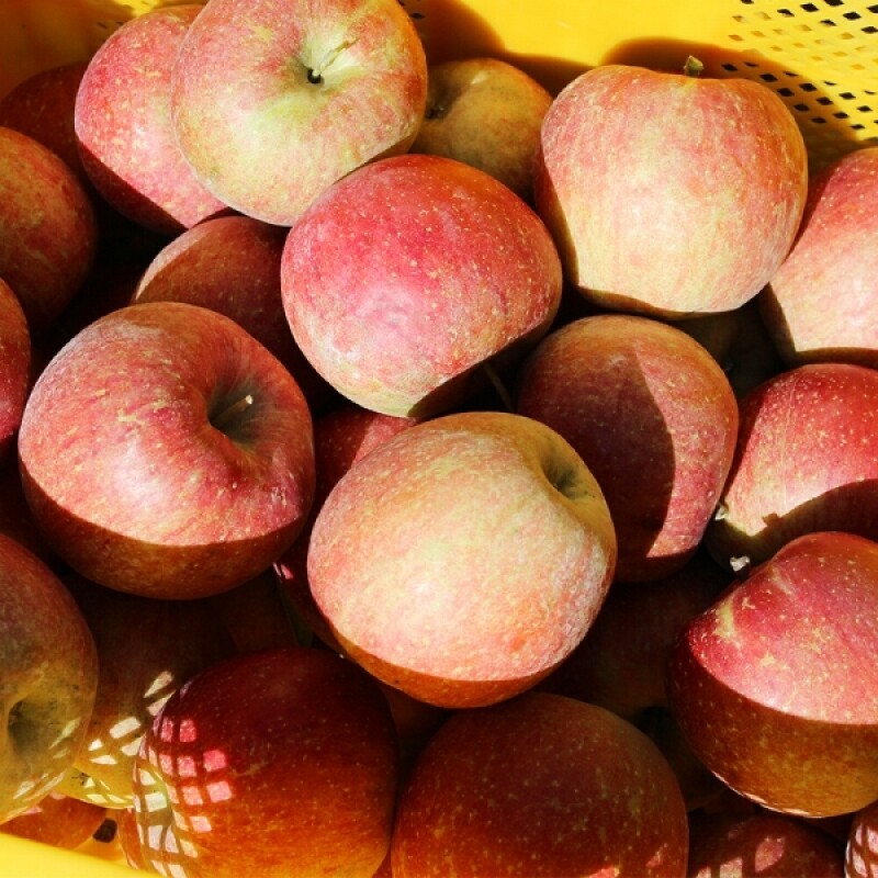 꼭대기농원,[산지직송]청정 고랭지 꼭대기농원 사과