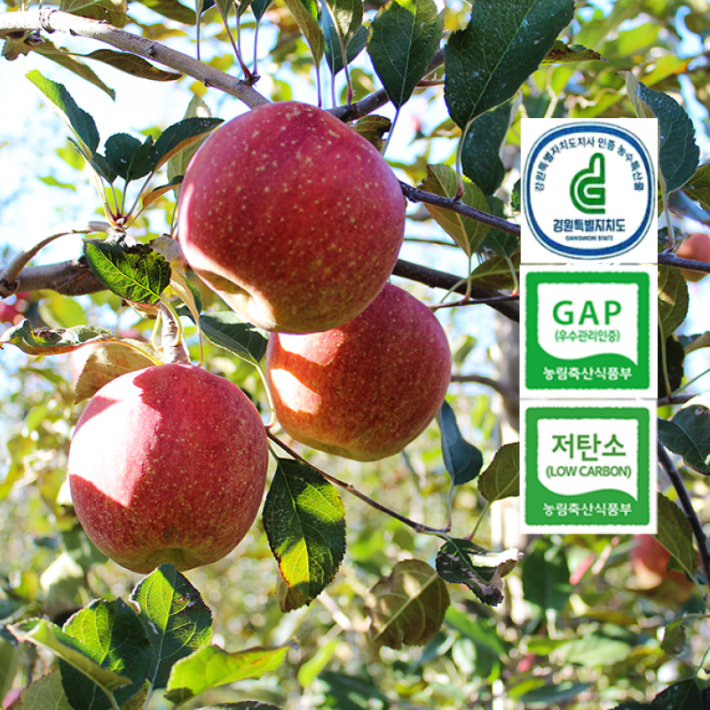 GAP, 저탄소, 강원특별자치도 농수특산물 인증 해발 620m 흘리 마을에서 재배한 건강하고 맛있는 사과
